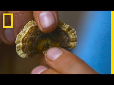 Amelia's Turkey Tail Tea | Live Free or Die: How to Homestead