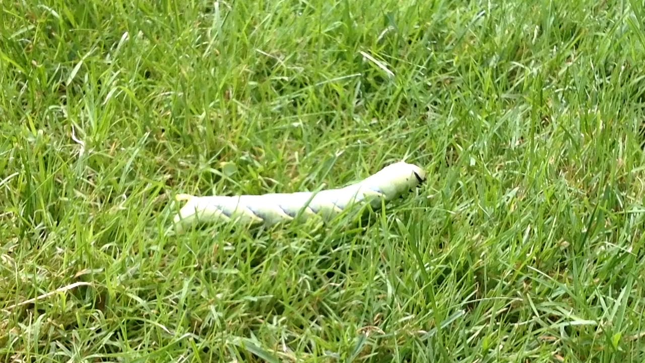 caterpillar stock price A Giant Caterpillar in the garden - SISSI THE RED CAT