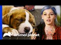 These Adorable Rescued Puppies Will Melt Your Heart | Pit Bulls & Parolees