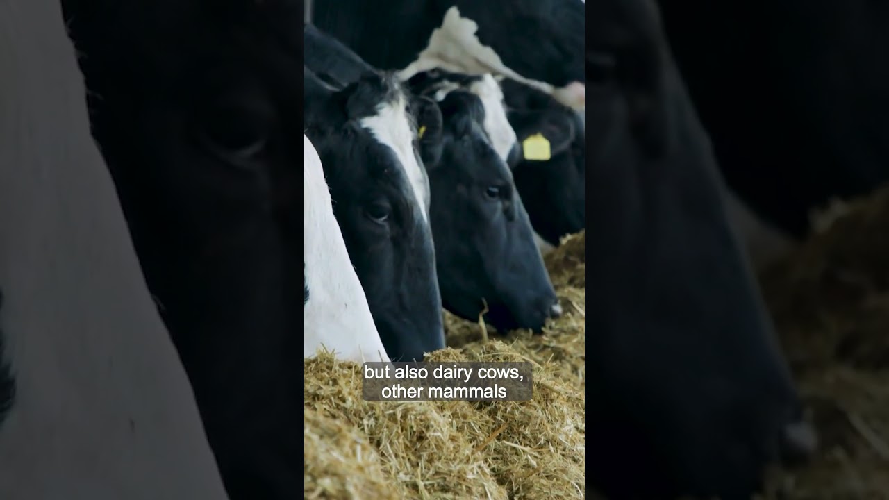 Tackling Canada Geese Populations and Avian Flu