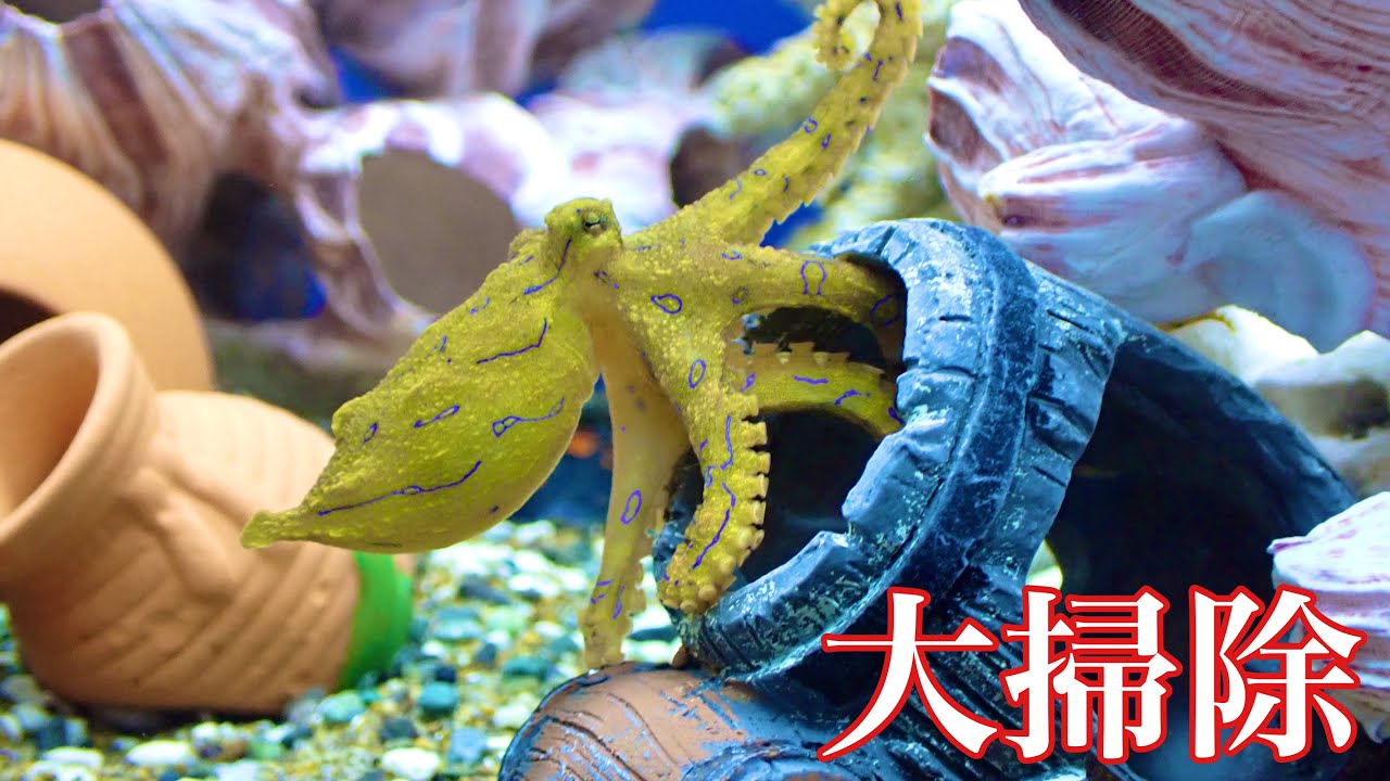 ヒョウモンダコ水槽の大掃除 アクアリウム ひぐらしなまず ヒョウモンダコ水槽の大掃除 アクアリウム ひぐらしなまず