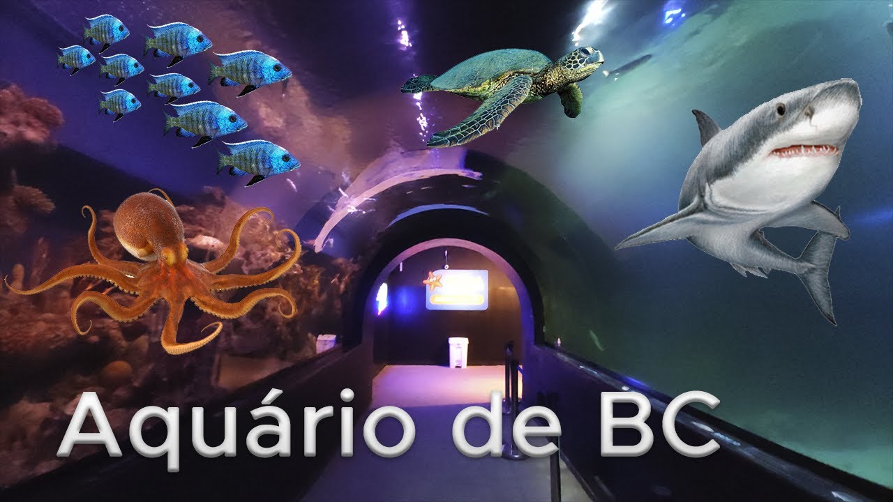 Oceanic Aquarium - Balneário Camboriú (SC) - 4K