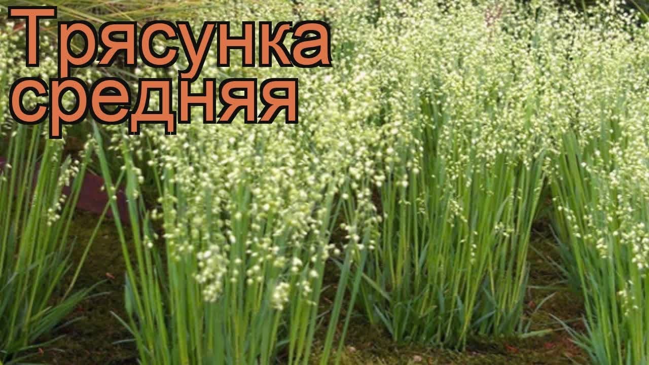 Трясунка средняя 🌿 средняя трясунка обзор: как сажать, рассада трясунки