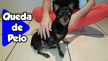 O que é bom para parar de cair pelo de cachorro pinscher?