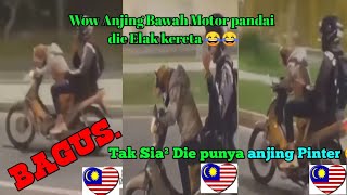 Viral Gelagat Anjing Bawa Motor Buat Pemandu Lain Ternganga
