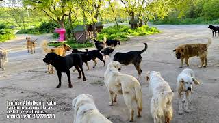 Hasta yaralı tedavisi süren kedi ve köpeklerin son durumu.