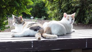 【美猫兄妹】可愛らしい猫達が夕日を浴びてベンチにゴロンと寝転がる