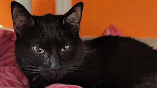 Meet Hugh, The Handsome Cat With Feline Leukemia Who Has Spent Most Of Life Waiting For A Home