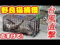 野良猫を捕獲するとお金はいくらかかる？ さくらねこ
