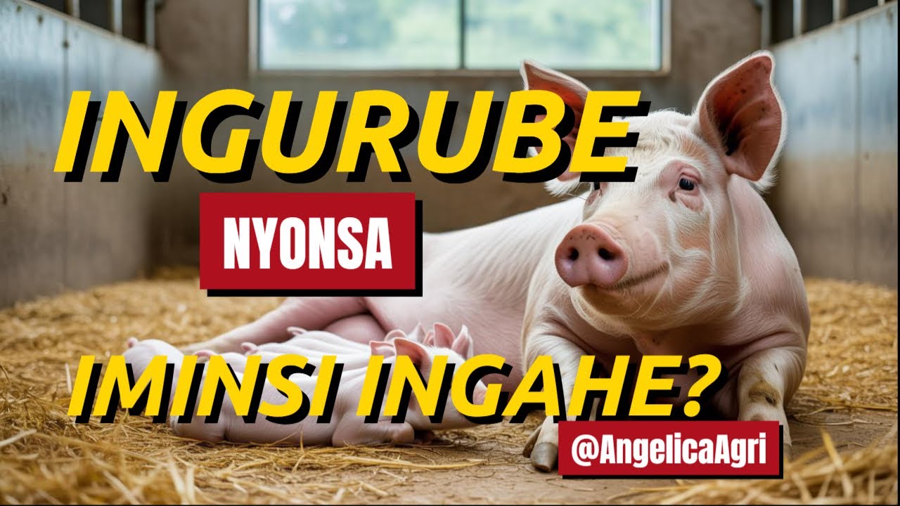 Ni gute ingurube zonsa igihe kirekire?