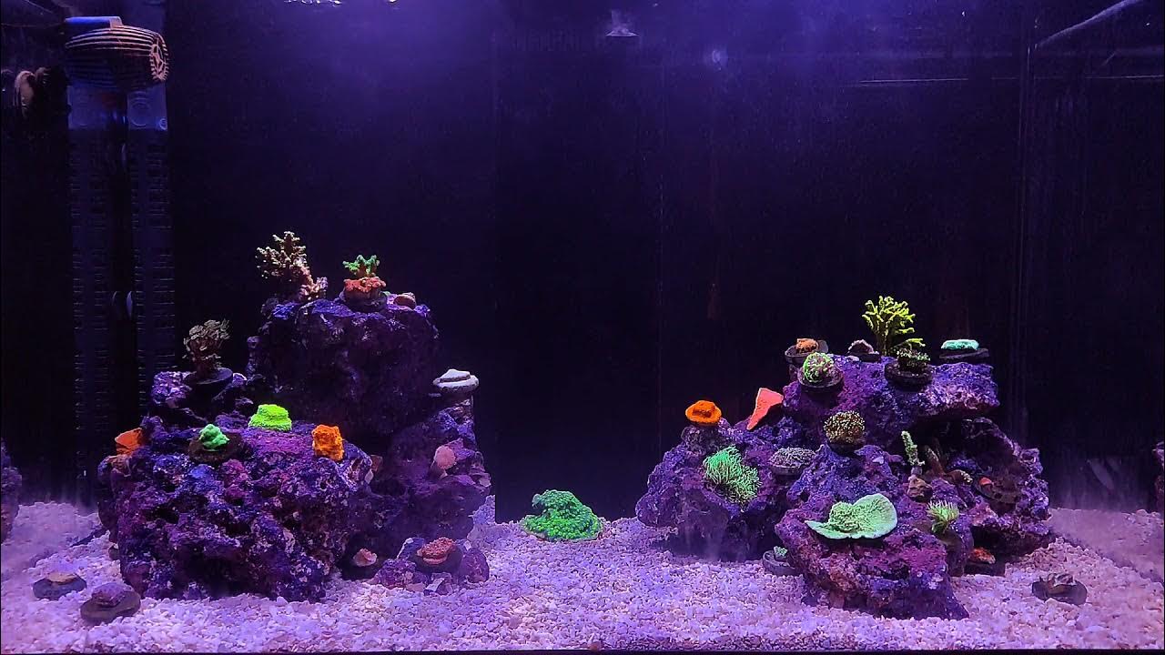 Reef обзор
