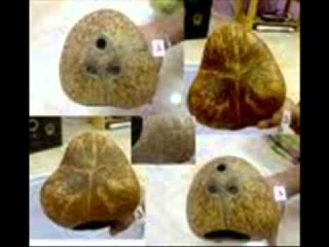 ประวัติซอสามสาย