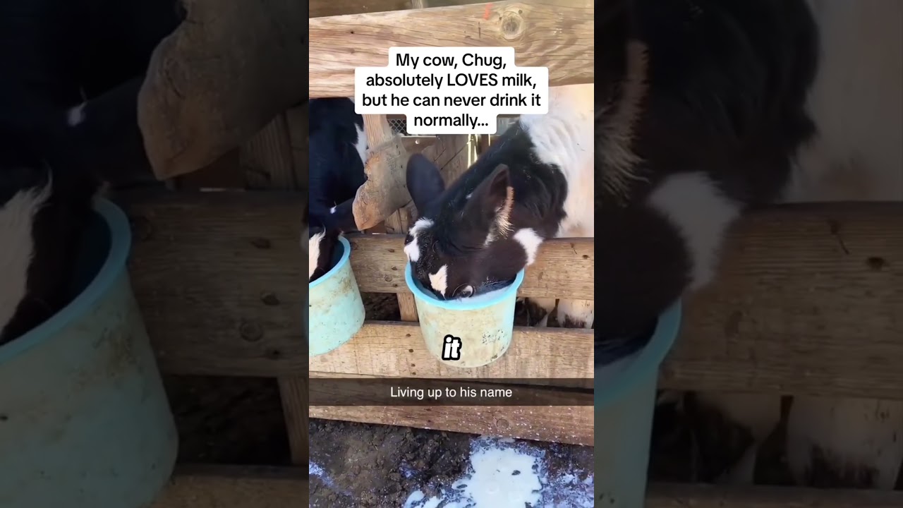 Он травяной щенок 🤣 