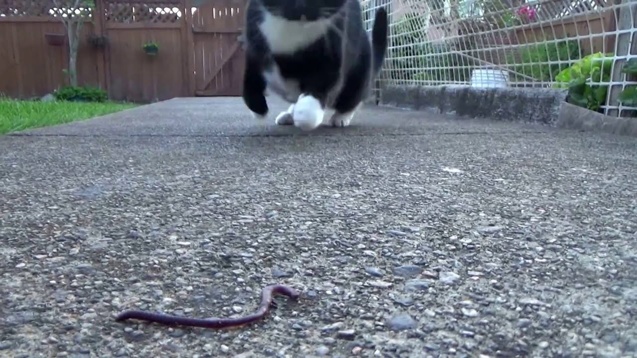 camera iphone 8 plus apk Cat 🆚 Worm