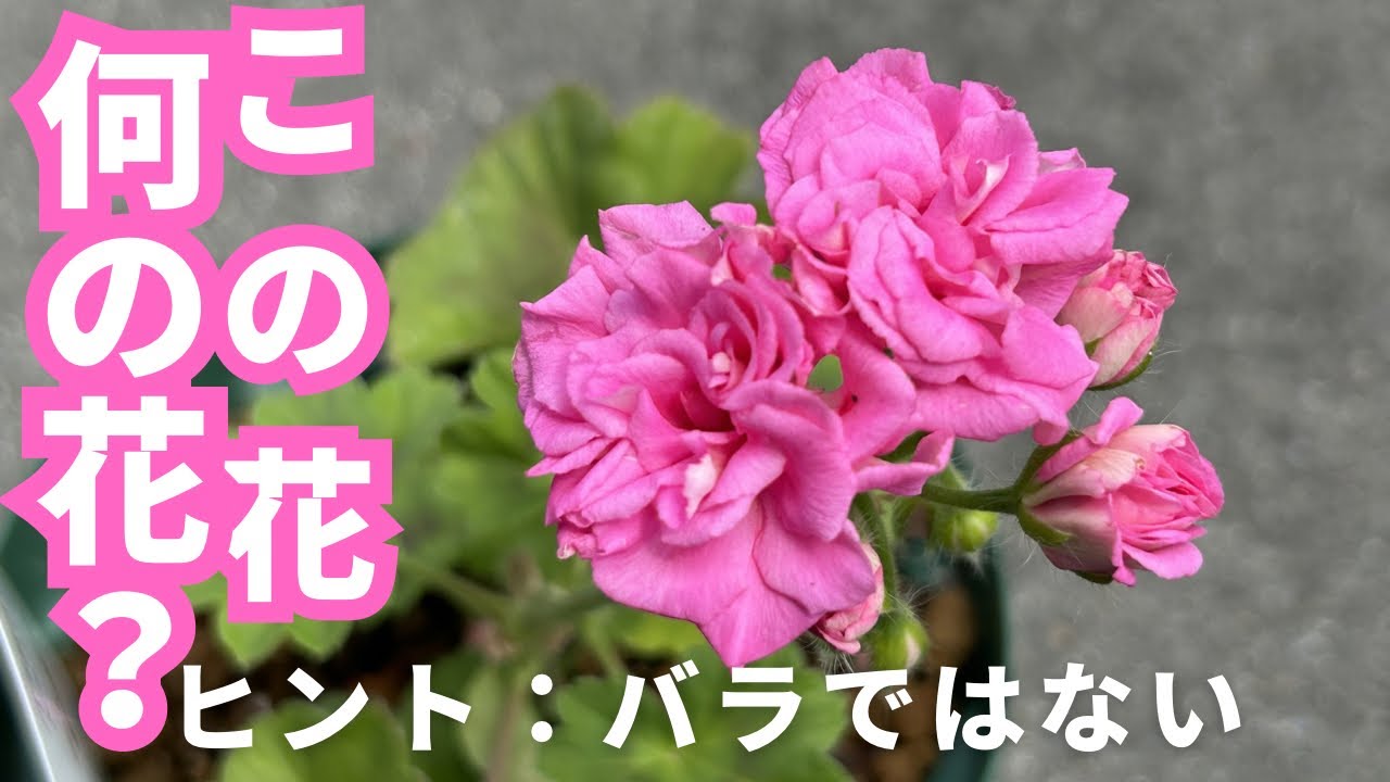 Planting Dragon Queen (rose-flowered geranium) - YouTube