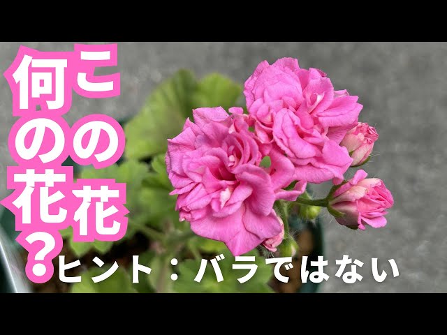 パラゴン PARAGON MAJESTY THE QUEEN ピンクローズ　2客 Planting Dragon Queen (rose-flowered geranium) - YouTube