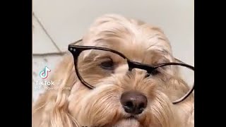 The Best New TikTok Cringe Compilation Part 10 | r/TikTokCringe