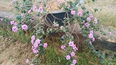 Hoa Ngũ Sắc Tím Rủ Thích Hợp Trồng Ban Công Dễ Trồng Không Cần Phải Chăm Sóc Nhiều