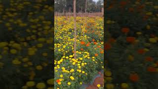 Marigold Farming | Orange & Yellow | shorts farming agriculture