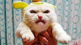 Cutest And Funniest Animal Moments [ Compilation#8] Epic Animal Compilation by Animal Pet Shop 157 views 3 years ago 8 minutes, 21 seconds