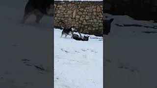 Siberian Husky vs. German Shepherd