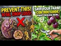 Stop Passion Fruit Diseases Before They Destroy Your Farm (4 Major Threats)