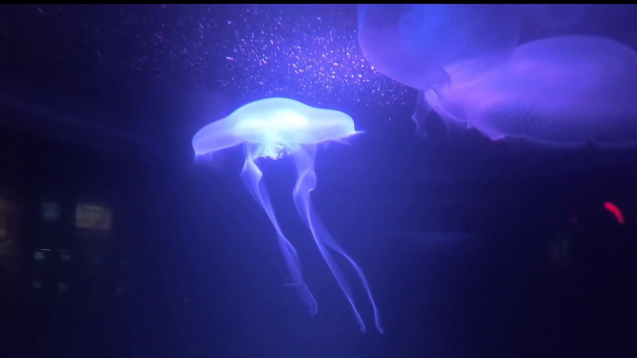 水族園 串本海中公園のクラゲの乱舞が幻想的すぎで話題 Youtube