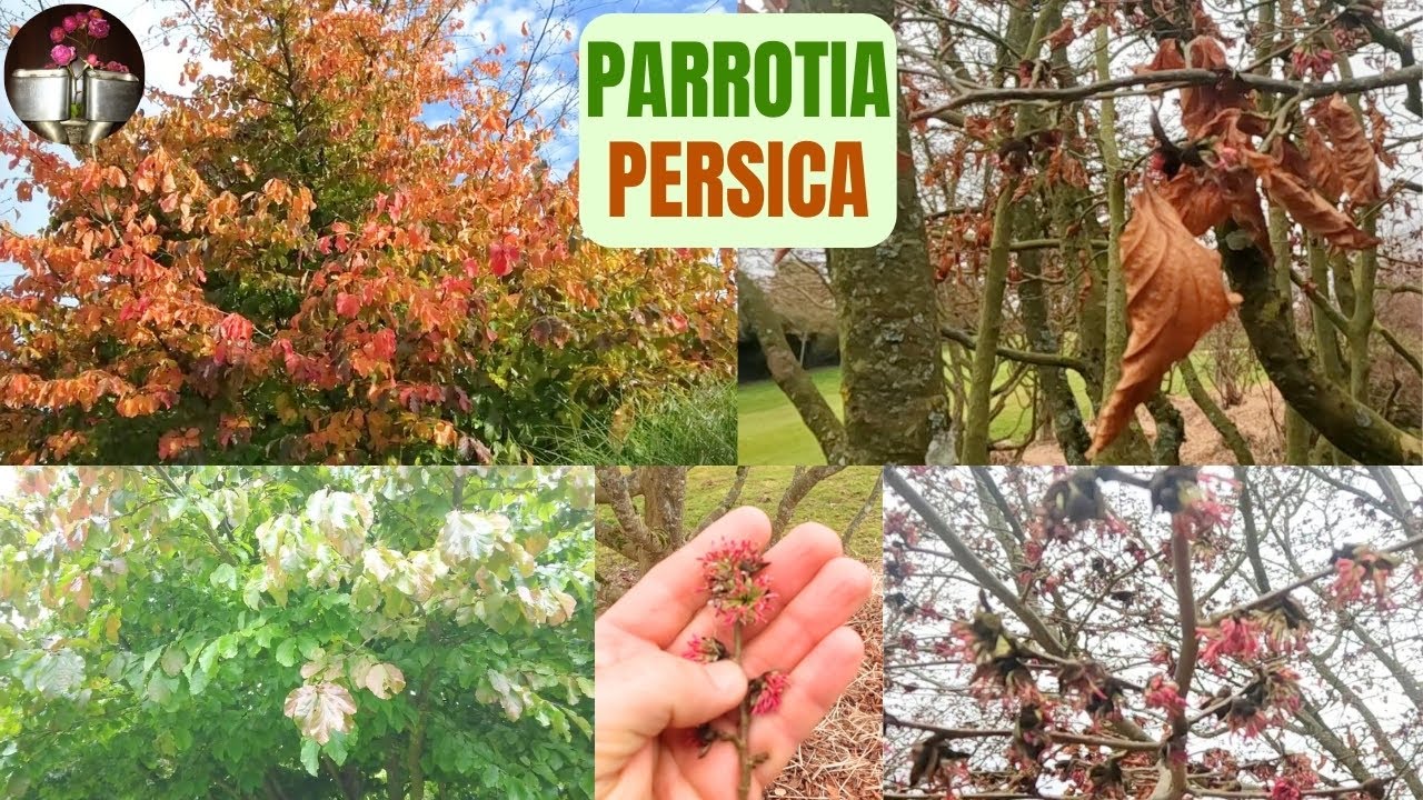 Parrotia persica - Arbre de fer