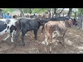 curral  de vacas leiteiras  AGUAS BELAS PE  30/11/2021
