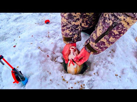 ДОЖДАЛИСЬ! ВОТ ЭТО ЛОПАТЫ! Крупный лещ на комбайны .Удачная рыбалка!