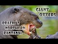 Giant Otters of Brazil´s northern Pantanal