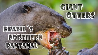 Giant Otters of Brazil´s northern Pantanal