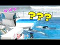 ターゲットはダブルベテラントレーナー.... 鴨川シーワールド