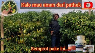 Cara mengatasi virus antraknosa / patek