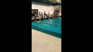 Beginning Swimming - Introduction to Diving (Teacher Work Sample)