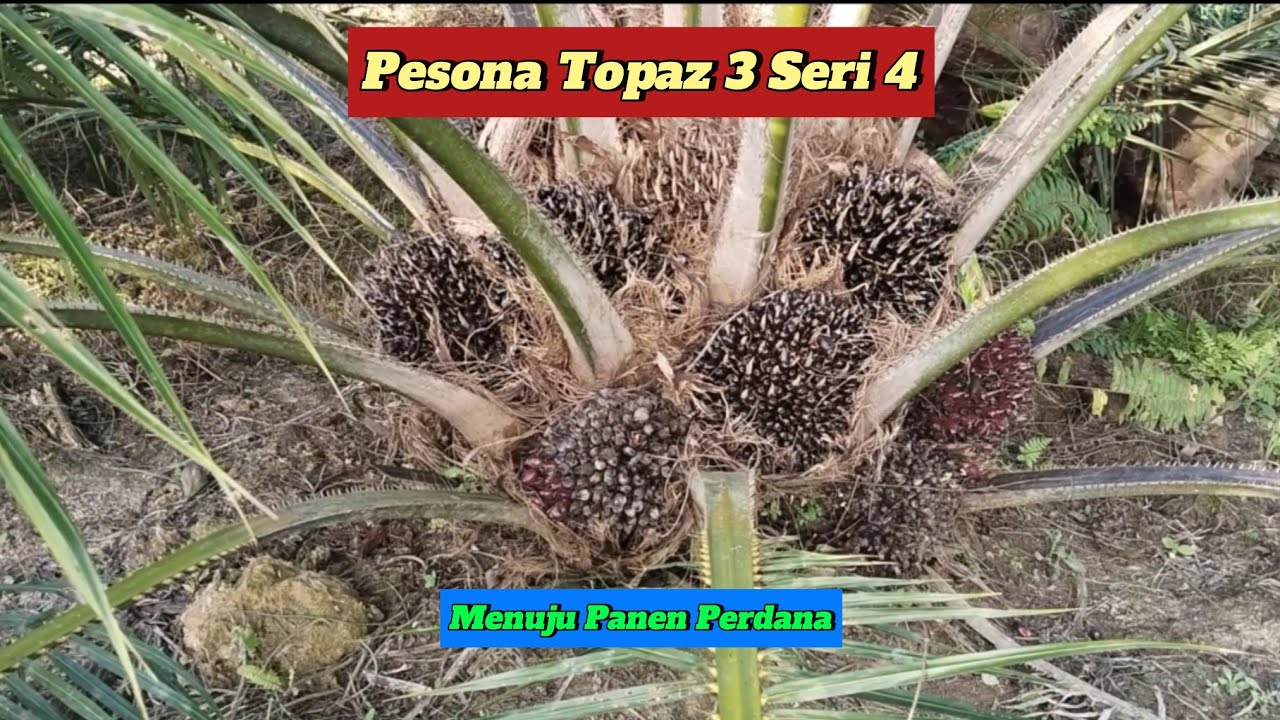 Super Banget Buah Topaz 3 Seri 4 