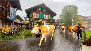 Коровы С Цветами Во Время Ежегодного Парада Коров В Венгене, Швейцария 🇨🇭