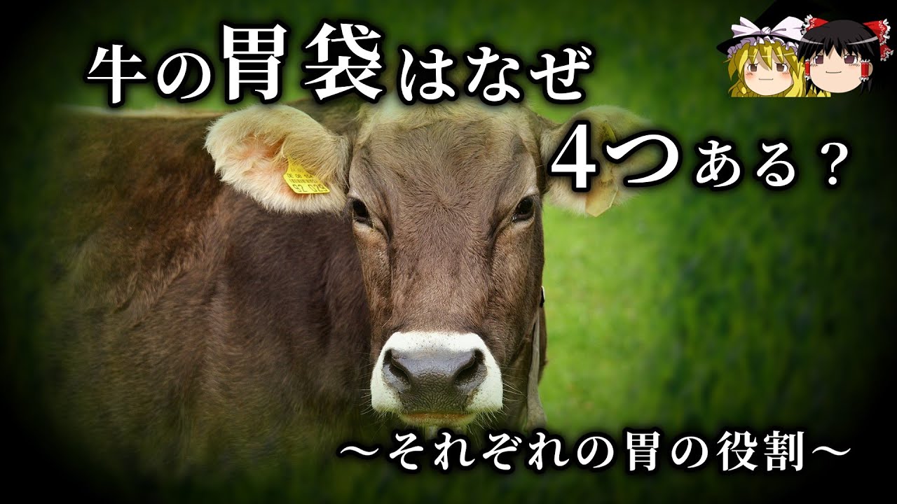 【ゆっくり解説】 牛の胃袋はなぜ4つある? YouTube 【ゆっくり解説】 牛の胃袋はなぜ4つある? YouTube