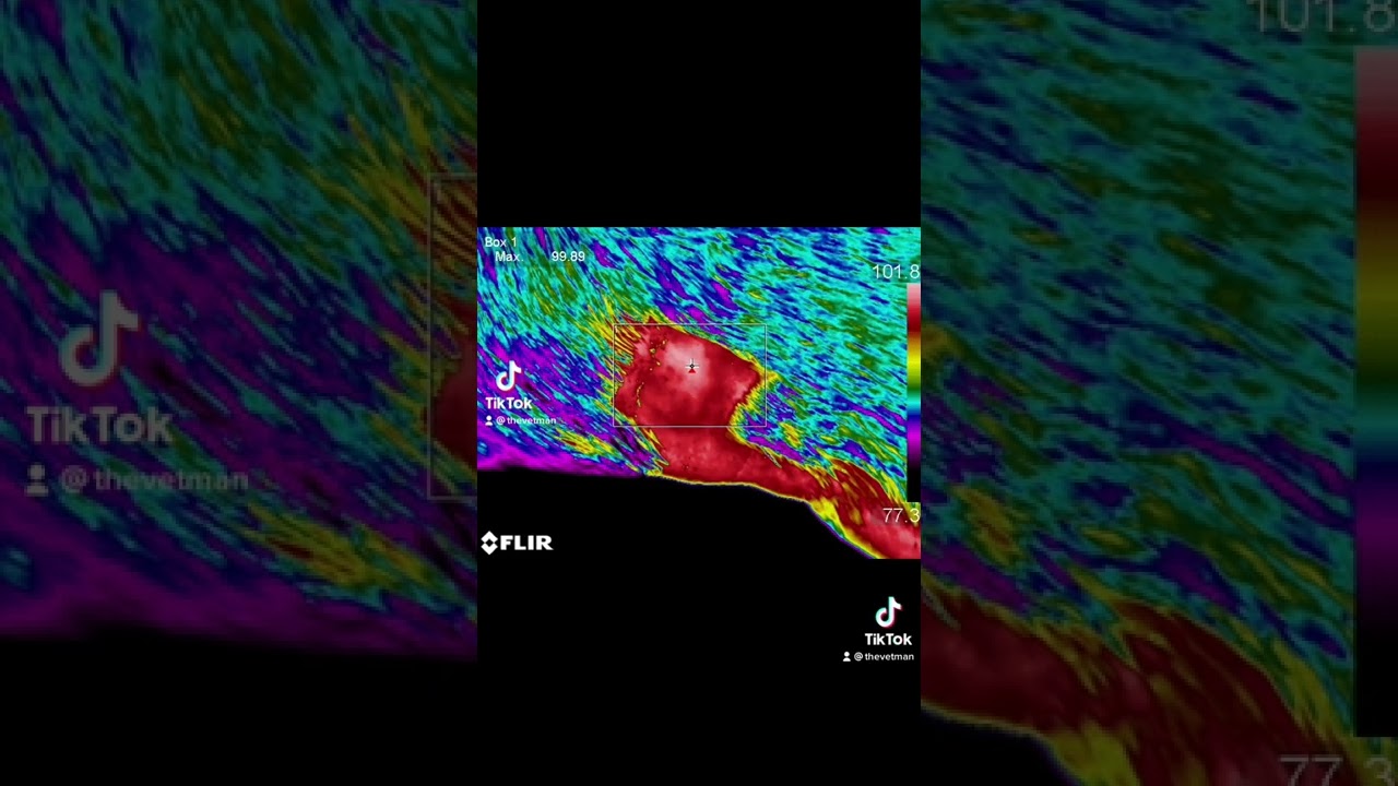 Veterinary Thermography - IV Catheter Infection