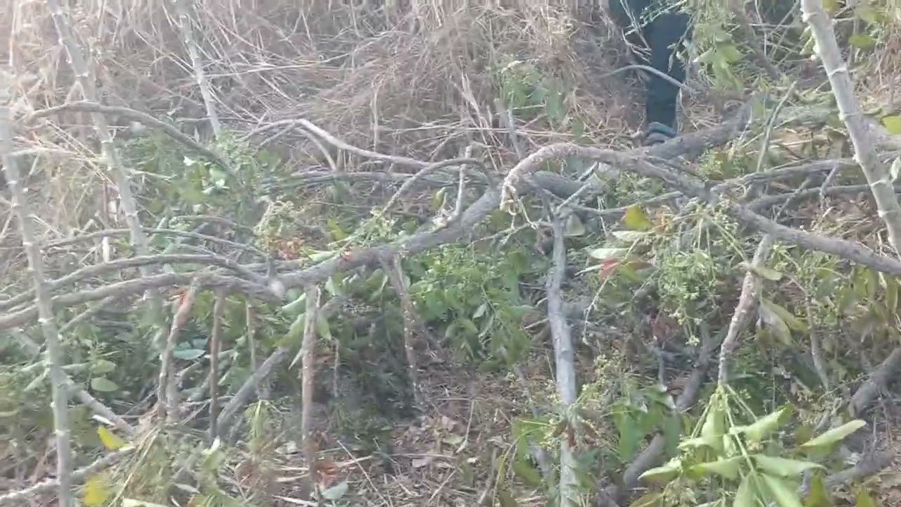 Ep.11ตาขึ้นต้นสะเดาเก็บดอกสะเดาเก่งมากค่ะ