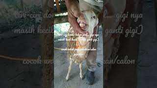 ciri-ciri domba masih muda atau belum poel #domba #kambing #shorts #fyp