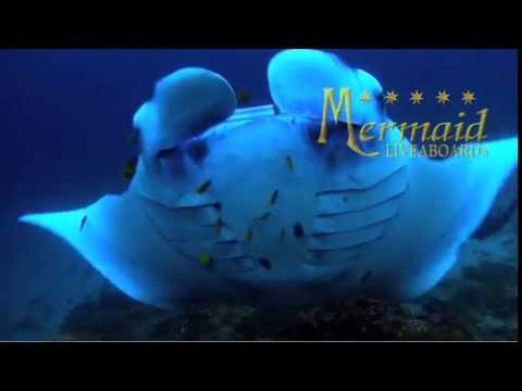 maumere---komodo---bali-diving-cruise-with-mermaid-i-may-5---14,-2013