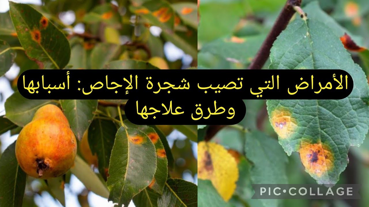 أسباب تلف أشجار الإجاص وطرق علاجها والعناية بها #explore 