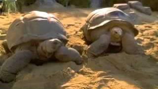 Doctor Dolittle 2 - Trailer Hq