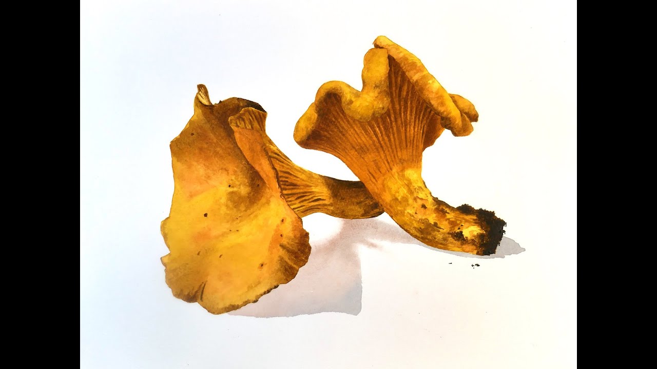 Enchanting Chanterelles How to paint, An Watercolor
