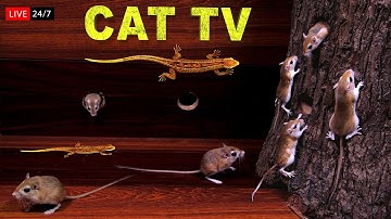 24/7 Live Cat TV Mouse  | CAT GAMES - Realistic Mouse HD -  (Video for Cats & Dogs to watch)