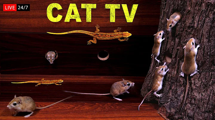 24/7 Live Cat TV Mouse  | CAT GAMES - Realistic Mouse HD -  (Video for Cats & Dogs to watch)