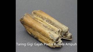 Taring Gigi Gajah Purba Pusaka Ampuh