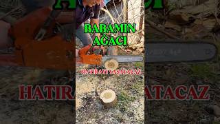 Babamin Ağaci Yikilsada Bundan Bi̇rşey Yapmamiz Lazim Imbabam Im