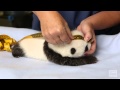 Giant Panda Cub Exam
